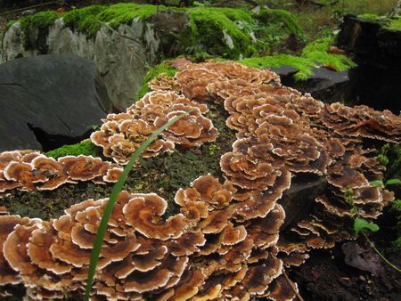 nice tree fungusの写真素材