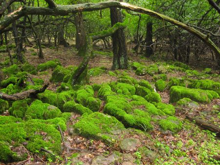 beautyful greenの写真素材