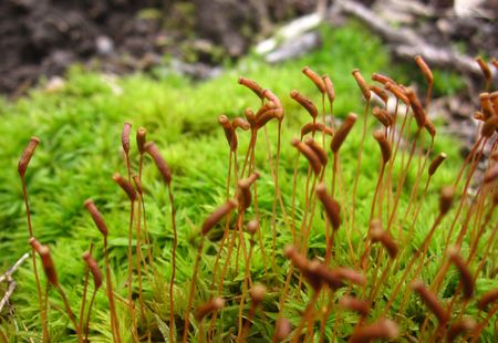 Spores littleの写真素材