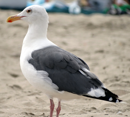 Seagullの写真素材