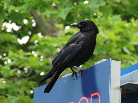 Crow Raven Bird 02の写真素材
