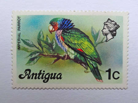  ANTIGUA - CIRCA 1976: A stamp printed in Antigua shows an Imperial Amazon (Amazona Imperialis) also known as Imperial Parrot.のeditorial素材