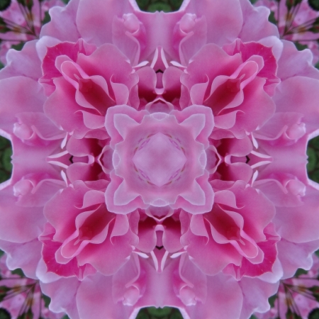 Pink Mandalaの写真素材