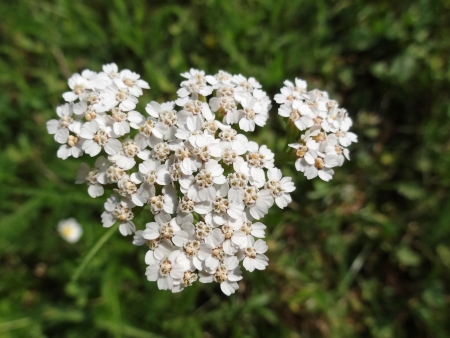 Common Yarrow (Achillea Millefolium) in bloom