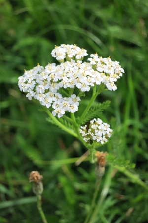 Common Yarrow -  Achillea Millefolium -  in bloomの写真素材