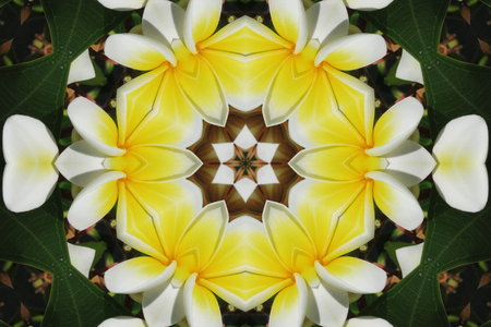 Bright Mandala Backgroundの写真素材