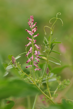 Common Fumitory, drug fumitory or earth smoke (Fumaria officinalis) in the meadowの写真素材