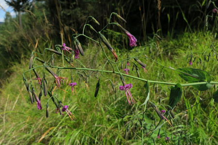 Prenanthes purpurea flower in the meadowの写真素材