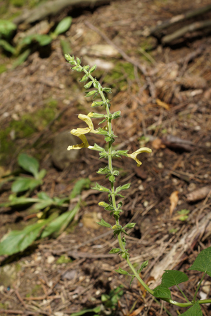 Glutinous sage, Sticky sage or Jupiter's sage (Salvia glutinosa) in the forestの写真素材