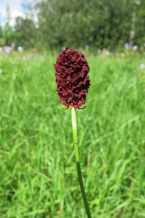 Great Burnet (Sanguisorba officinalis) in the meadowの写真素材