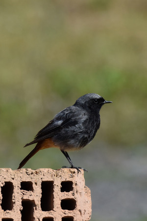 Black Redstart (Phoenicurus ochruros) - male bird on a brickの写真素材