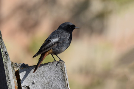 Black Redstart (Phoenicurus ochruros) - male bird on a wooden beamの写真素材