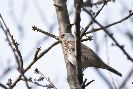 Fieldfare (Turdus pilaris) sitting on a branchの写真素材