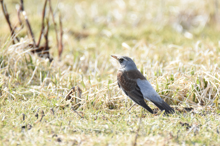 Fieldfare (Turdus pilaris) standing in the grassの写真素材