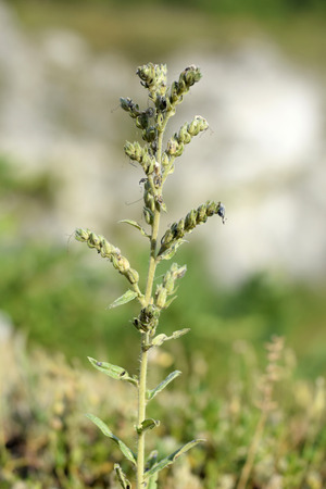 Canadian goldenrod (Solidago canadensis) - out of bloomの写真素材