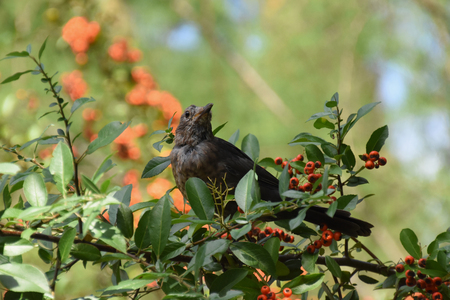 Common blackbird (Turdus merula) - juvenile bird sitting on a rowan tree branchの写真素材