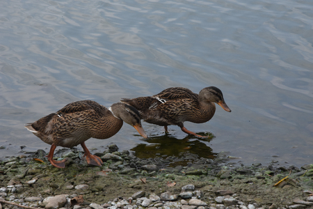 Mallard (Anas platyrhynchos) - two female birds walking on the shoreの写真素材
