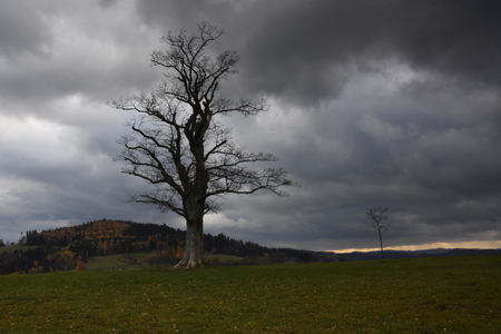 Lonely tree on a cloudy autumn dayの写真素材
