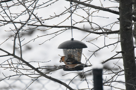 hawfinch (Coccothraustes coccothraustes) on a bidfeeder in winterの写真素材