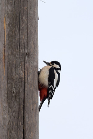 Great spotted woodpecker (Dendrocopos major) sitting on a wooden columnの写真素材
