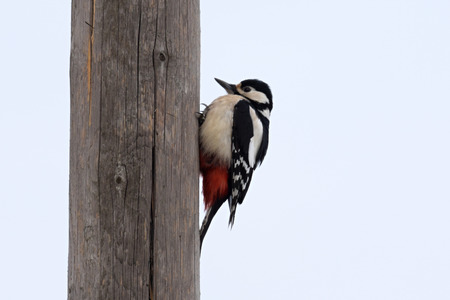 Great spotted woodpecker (Dendrocopos major) peckingの写真素材