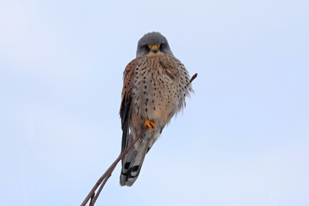 Common kestrel (Falco tinnunculus) juvenile bird - front viewの写真素材