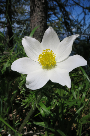 Alpine anemone or alpine pasqueflower (Pulsatilla alpina) in the Alpsの写真素材