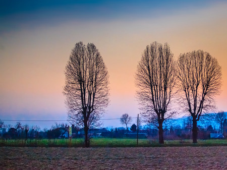 Europe under three trees at duskの写真素材