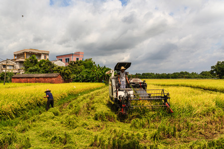 Guangdong Kaiping rice harvestのeditorial素材