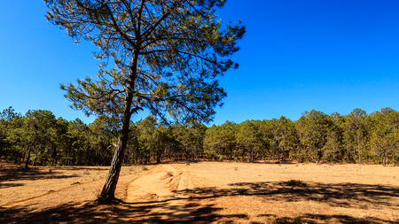 Lashihai Wetland Nature Reserveのeditorial素材