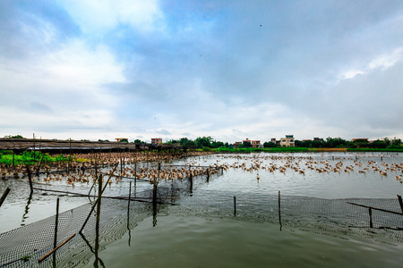 Panyu Seagull Islandの写真素材