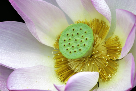 Lotusの写真素材