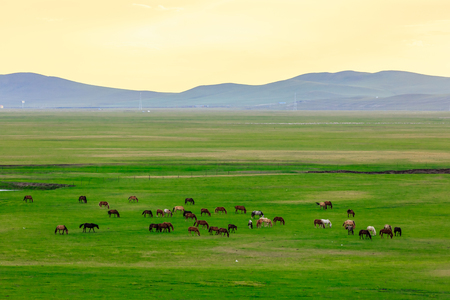 Inner Mongolia Hulunbeier horsesの写真素材