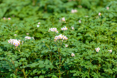 pink flowersの写真素材