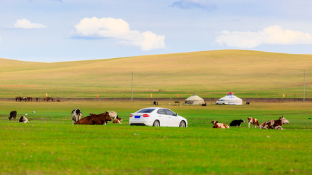 cows and car at grasslandのeditorial素材