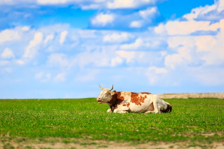 cow at grasslandの写真素材