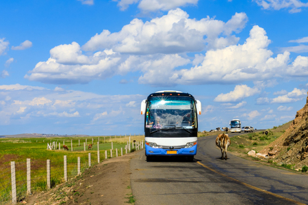 Inner Mongolia Hulun Buir bus with cow at the highwayの写真素材