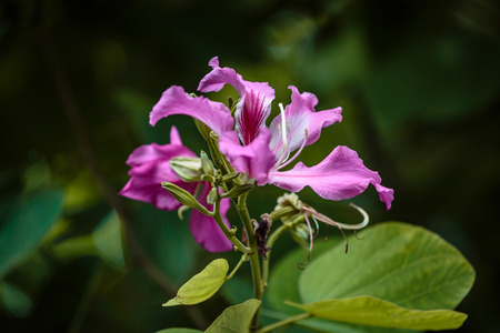 Redbudの写真素材