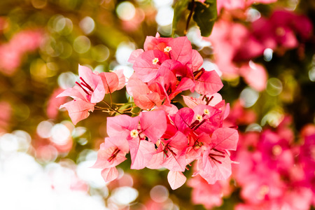 Azaleaの写真素材