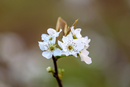 Pear flowerの写真素材