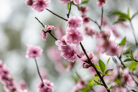Peach blossom