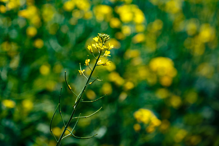 Canola  flowers