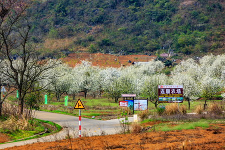 Pear flowerの写真素材