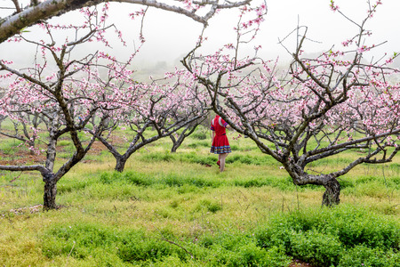 Chinese Lianzhou Yao girl and peach blossomの写真素材
