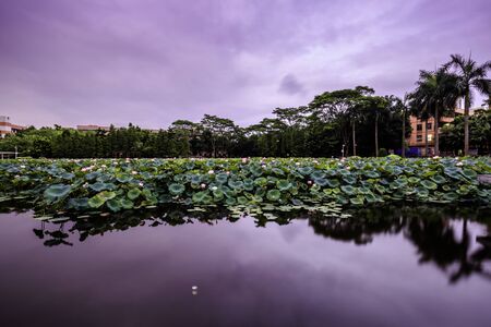 Lotus Pool in Luochong Park, Guangzhouの写真素材