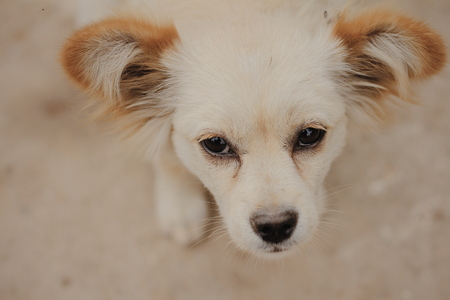 Pet photographyの写真素材