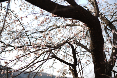 Flowersの写真素材