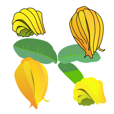 the sacred Buddha's hand fruit. Cartoon illustration.のイラスト素材