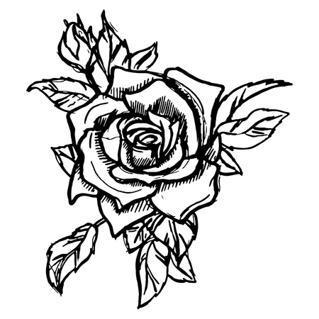 illustration of a red rose.のイラスト素材