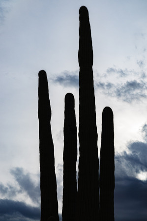 Saguaro National Parkの写真素材